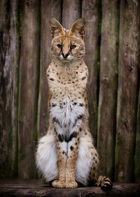 Do I look taller sitting like this? African Cats, Serval Cats, Regnul Animal, Cheetahs, Pusheen, Animal Planet, Funny Animal Pictures, Animal Photo, Exotic Pets