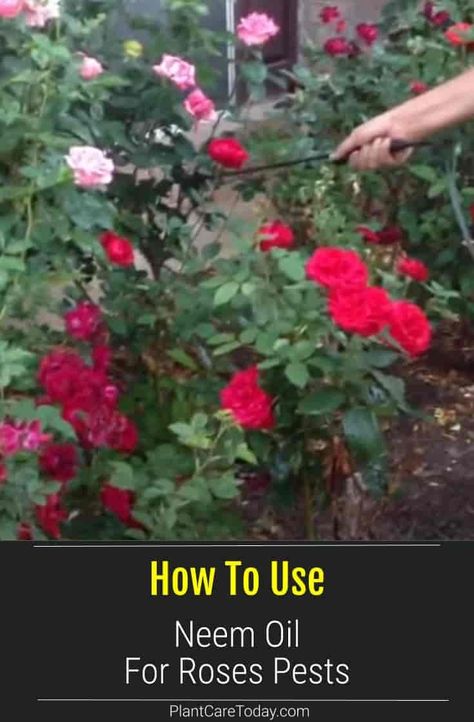 Can you use Neem oil for rose pests and diseases? Roses are not only attractive to humans but also pests and diseases too. Many homeowners like going the natural route using products like neem oil. Is Neem safe? Neem Oil For Plants Pest Control, Bugs On Roses, Neem Oil Recipes, Plant Pest Control, Neem Oil For Plants, Bug Spray For Plants, Roses Garden Care, Rose Bush Care, Rose Diseases