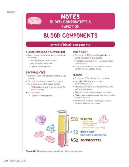 Blood Components and Function Notes: Diagrams & Illustrations | Osmosis Coagulation Cascade, Function Of Blood, Biochemistry Notes, Blood Components, Nurse Study Notes, Classroom Anchor Charts, Blood Groups, Nursing School Studying, Learn Faster