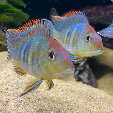 Cichlid Bros’s Instagram photo: “A few of my Geophagus Tapajos . #cichlidkeeper #newworldcichlids #eartheater #geophagusredhead #communityfish #aquarismo #aquarium…” Cichlid Fish, Aquatic Garden, Central American, Tropical Fish, Fish Pet, New World, Click Here, Arizona, Fish