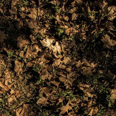 Forest Floor Aesthetic, Light Green And Brown Aesthetic, Brown Forest Aesthetic, Decay Aesthetic, Weird Dreams, Forest Floor, An Aesthetic, New Forest, Brown Aesthetic