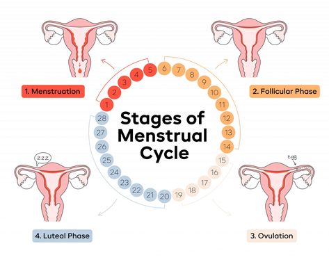 Stages-Of-The-Menstrual-Cycle-Illustrations-02 Aunt Flow, Period Supplies, Menstrual Cycle Phases, Menstruation Cycle, Period Cycle, Follicle Stimulating Hormone, Progesterone Levels, Fallopian Tubes, Mood Changes