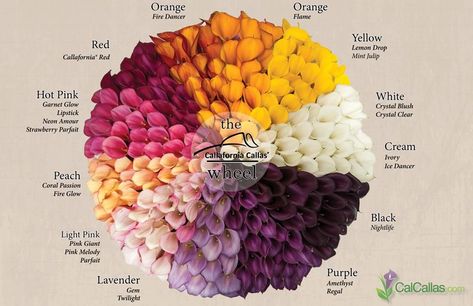 Because I apparently don't have enough flower sets yet :-D Calla Lily Colors, Lily Color, Calla Lily Bouquet Wedding, Calla Lily Flower, Flower Chart, Calla Lily Flowers, Lily Wedding, Flower Colors, Flower Guide