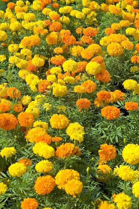 Marigold Seeds, Full Sun Annuals, Growing Marigolds, Garden Catalogs, Urban Farmer, Marigold Flower, Beautiful Flowers Garden, Organic Seeds, Growing Seeds