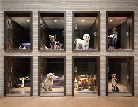 Pet Shops Ideas, Luxury Dog Kennel Pet Hotel, Dog Spa Ideas Pet Grooming, Luxury Dog Spa, Pet Grooming Design, Luxury Dog Hotel, Dog Indoor Play Area, Dog Spa Ideas, Pet Hotel Ideas