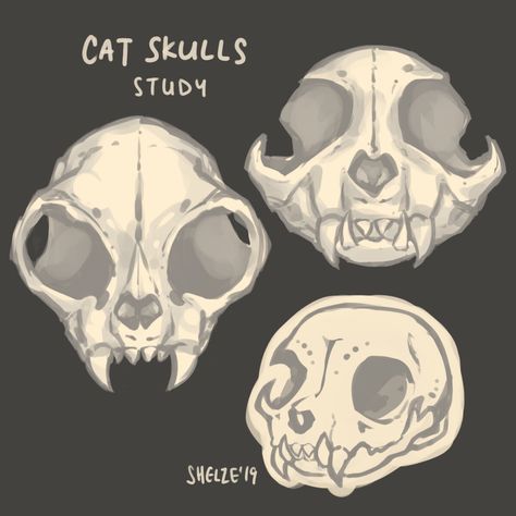 Skull Animal Drawing, How To Draw A Cat Skull, Animal Skulls Drawing, Skull Head Character Design, Skull Drawing Animal, Cute Animal Skull Drawing, Cat Bones Drawing, Skull Reference Drawing, Animal Skull Drawing Reference