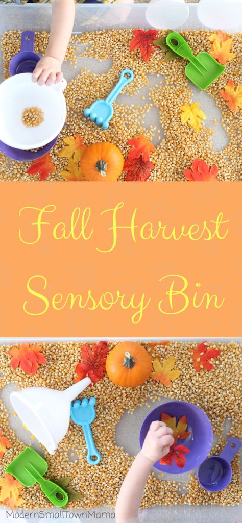 Fall Harvest sensory bin. Great activity to help build fine motor skills in your older toddler and preschoolers Fall Harvest Sensory Bin, Harvest Themed Activities For Toddlers, Harvest Week Activities, Harvesting Preschool Activities, Harvest Fine Motor Activities, Fall Harvest Theme Preschool, Harvest Toddler Activities, Harvest Lesson Plans Preschool, Harvest Crafts For Preschool