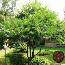 Sumac Tree, Rhus Typhina, Staghorn Sumac, Small Yard Landscaping, Bonsai Seeds, Backyard Plants, Grasses Landscaping, Dogwood Trees, Landscape Concept