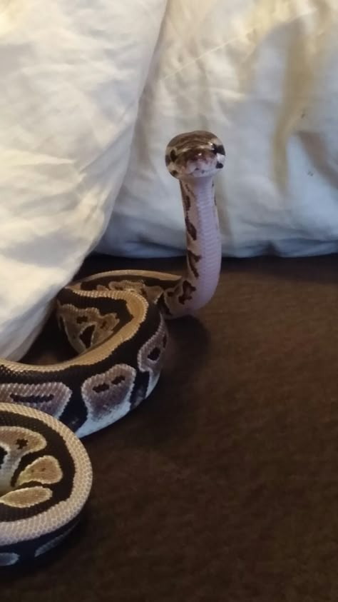 How could any one fear this face? Royal ball python Ball Python Face, Axanthic Ball Pythons, Snake Enclosure Ideas Ball Python, Ball Python Drawing, Python Royal, Royal Python, Danger Noodles, Danger Noodle, Cool Snakes