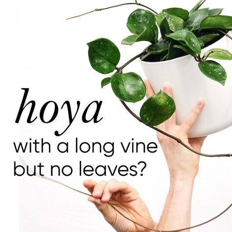 Got a Hoya putting out a looong vine with no leaves, or just teeny tiny leaves? Put down your snips. This is usually a sign they want up! Once that vine finds a better location with the conditions they’re searching for, they’ll usually shift their focus back to growing leaves again. But how you trellis them makes all the difference. If done wrong, that growth tip can dry up and die, goodbye vine and leaves :( Here's what to do (and not to do)...   Some Hoya start off with lovely bushy growth. M Plant Leaves Turning Brown, Hoya Flowers, Hoya Obovata, Hoya Plant, Honeysuckle Vine, Cat Plants, Plant Book, Plant Information, Variegated Plants