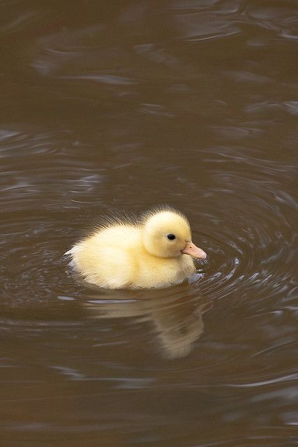 Ducklings In Water, Duck In A Pond, Duck Asthetic Picture, Duck With Ducklings, Duck Baby, Duck Reference Photo, Duck In Pond, Duck Photos, Duck Reference