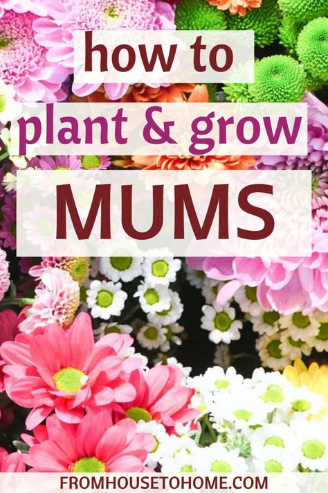 How To Plant and Grow Chrysanthemums | Full Sun Plants And Flowers Full Sun Garden, Full Sun Flowers, Caring For Mums, Fall Flowers Garden, Garden Mum, Cut Flower Farm, Flower Types, House To Home, Full Sun Perennials