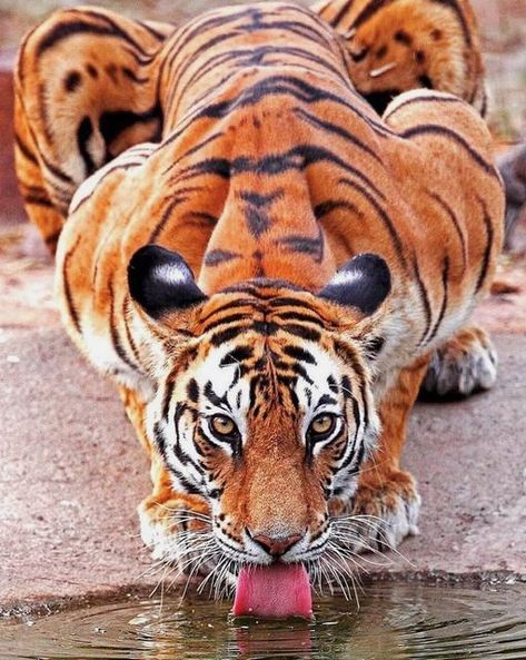 Drinking Water, Black Stripes, Orange Black, Drinks, Water, Color, Black