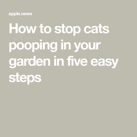 How to stop cats pooping in your garden in five easy steps Chasing Cars, Cat Pee, Outdoor Cats, Stray Cat, Top Tips, Easy Steps, Easy Step, Ideal Home, Home Remedies