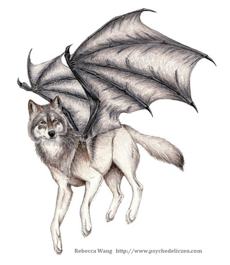 Anime Hybrid, Wolf With Wings, Winged Wolf, Winged Animals, Fantasy Wolves, Wolf Drawings, Dragon Wolf, Shadow Wolf, Fantasy Wolf