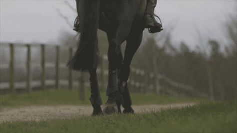 Black Thoroughbred, Horse Gif, Types Of Horses, Equestrian Sports, Horse Blankets, Horse Equestrian, Equestrian Outfits, Black Horse, Aesthetic Gif