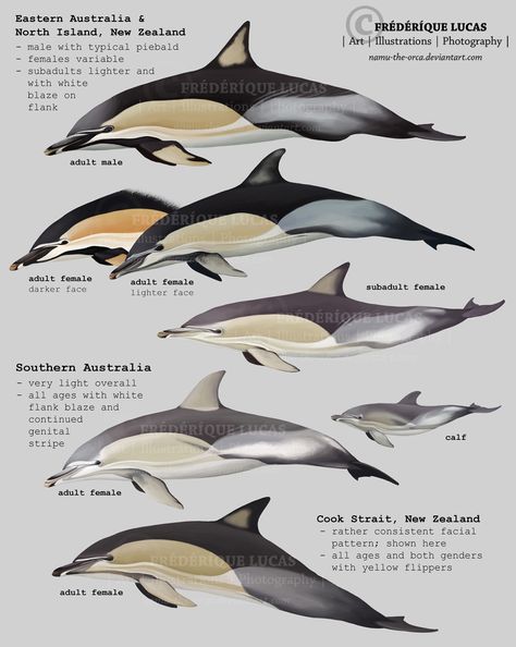 Southern Right Whale, Dolphin Facts, Right Whale, Common Dolphin, Sea Mammal, Aquatic Animals, Marine Mammals, Marine Biology, Killer Whales