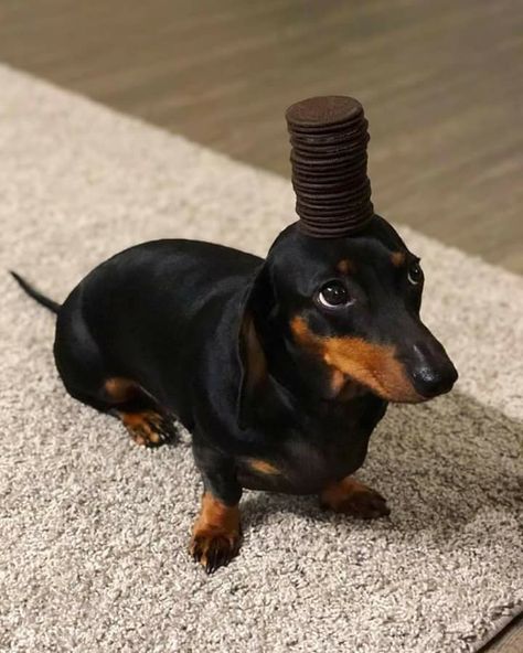 Dashund Dogs, Hot Dog Puppy, Weiner Dog Humor, Dachshund Facts, Dog Jokes, Cute Animal Memes, Very Cute Dogs, Funny Animal Photos, Weenie Dogs