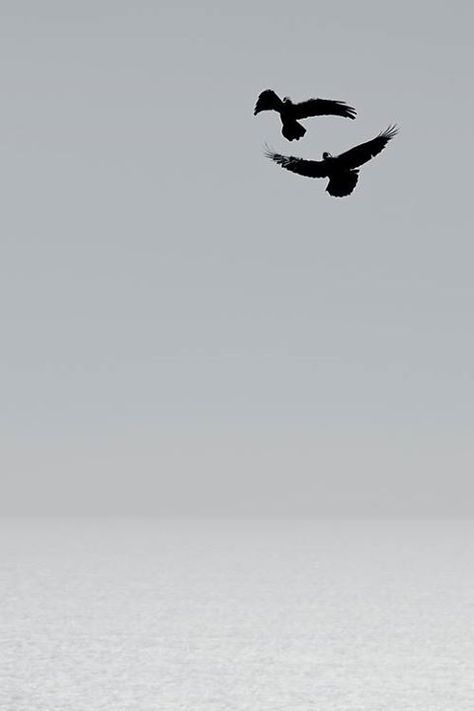 Minimalist Photography, Black And White Portraits, Dark Photography, Birds Flying, Starry Sky, 그림 그리기, White Photography, Black And White Photography, The Sky