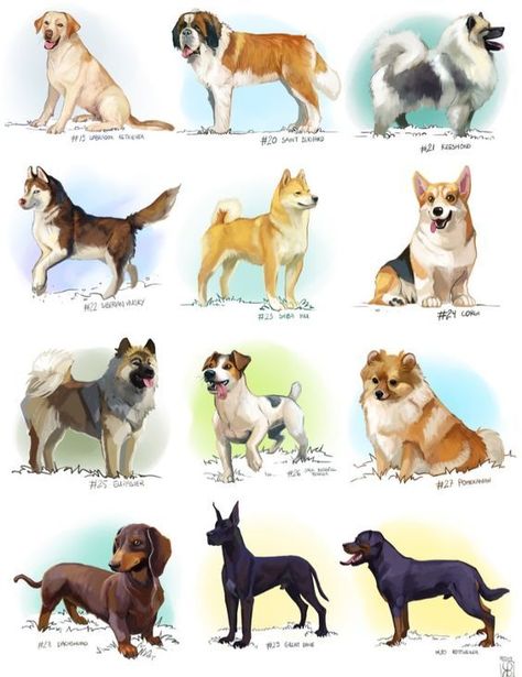 Cat Life Hacks, Dog Design Art, Kawaii Cat Drawing, Cute Dog Drawing, Disney Character Drawings, Breeds Of Dogs, Dog Anatomy, Elderly Dogs, Canine Art