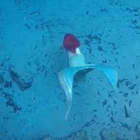 Real Life Mermaid Found, Mermaid Gif, Ariel Under The Sea, Mermaid Gifs, Pin Up Mermaid, Mermaid Found, Real Life Mermaids, Little Mermaid Live Action, Blogger Poses