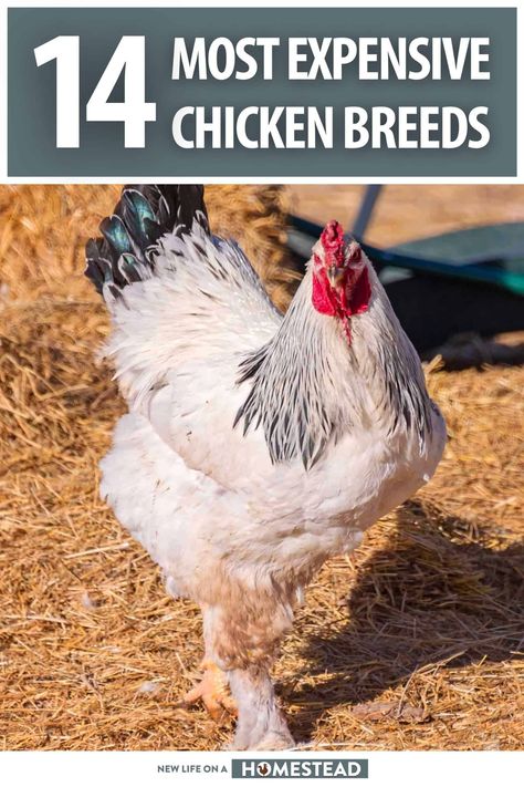 If you want unique, heritage or rare chicken breeds you'll have to pay for them. Here is a list of the 14 most expensive chickens in the world. #chickens Chickens Breeds, Rare Chicken Breeds, Heritage Chickens, Wild Food Foraging, Natural Cleaning Recipes, Animal Husbandry, Homestead Survival, Chicken Breeds, Rare Breed