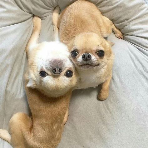 Teacup Chihuahua Puppies, Teacup Chihuahua, Cute Chihuahua, Chihuahua Love, Cute Animals Images, Chihuahua Puppies, Silly Animals, Chihuahua Dogs, Double Trouble