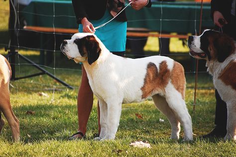 "When you’re in the market of adopting or selling purebred puppies, you’re bound to hear of registries like the American Kennel Club (AKC). But what exactly is the AKC..." Keep reading... 🔗↓↓ • #LancasterPuppies #DogBlog www.LancasterPuppies.com Boxer Breed, Most Beautiful Dog Breeds, Dog Crossbreeds, Belgian Sheepdog, First Dog, Beautiful Dog Breeds, Stud Dog, Lancaster Puppies, Beautiful Dog