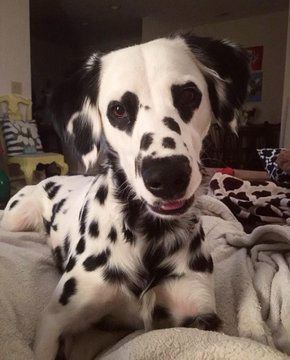 Long Haired Dalmatian, จีซอง Nct, Dalmatian Puppy, Dalmatian Dog, Pretty Animals, 웃긴 사진, Silly Animals, Fluffy Animals, Cute Animal Photos