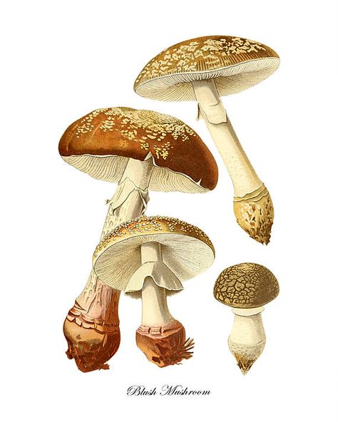 Fungi Illustration, Scientific Drawing, Poisonous Mushrooms, Mushroom Images, Fairy Ring, Illustration Botanique, Vintage Mushroom, Antique Images, Vintage Botanical Prints