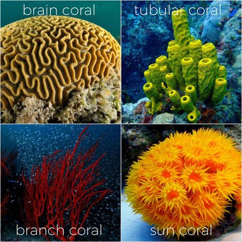 Brain Coral Pattern, Coral Types, Felt Ocean, Ceramic Coral Reefs, Types Of Coral, Coral Species, Coral Reef Photography, Sea Embroidery, Coral Reef Art