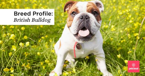 Is the British Bulldog the Right Dog for You? | Blog | PetCloud Bulldog Training, Wrinkle Dogs, Muscular Legs, Dog Training Classes, Popular Dog Breeds, British Bulldog, Popular Dog, Dog Coats, English Bulldog