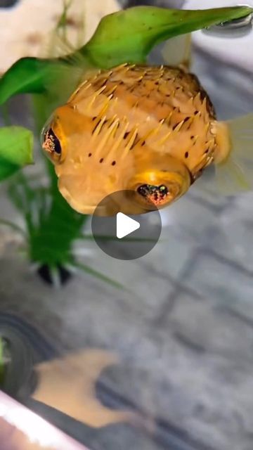 Nick Davis on Instagram: "Oh my goodness 🐡 #porcupinefish #pufferfish #aquarium #fishtank #saltwateraquarium #pet #marinelife #animals #fish #cute" Fish Cute, Puffer Fish, Oh My Goodness, Saltwater Aquarium, Marine Life, Fish Tank, Oh My, Audio, Fish