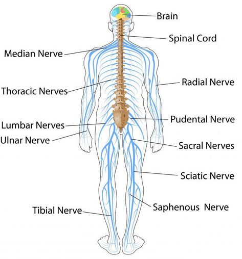 ICSE Solutions for Class 10 Biology - The Nervous System and Sense Organs - A Plus Topper Nervous System Drawing, Brain Biology, Nervous System Diagram, Nervous System Parts, Sense Organs, Nervous System Anatomy, Radial Nerve, Human Nervous System, Ulnar Nerve