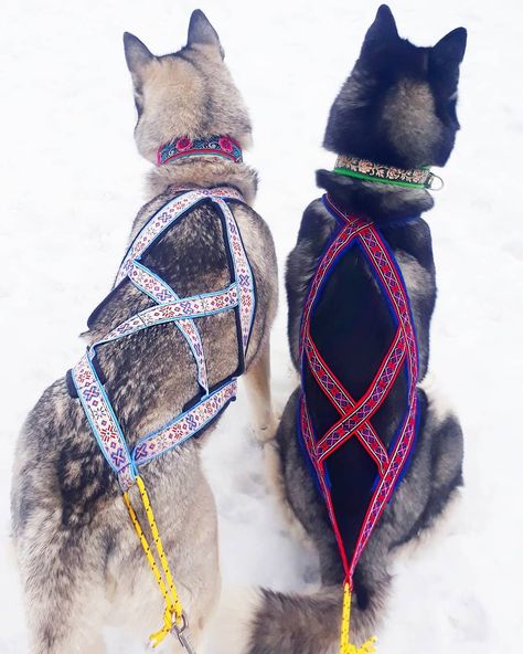 Dry Land Mushing, Sled Dog Harness, Dog Pulling Harness, Dog Carting, Dog Harness Pattern, Cute Dog Harness, Police Canine, Dog Cart, Urban Dog