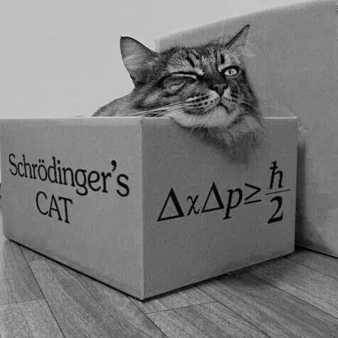 Get your own Shrodingers cat in a box Schrodinger's Cat, Science Cat, Physics High School, Schrödinger's Cat, Cat Movie, Thought Experiment, Physics And Mathematics, Silly Cats Pictures, Physicists