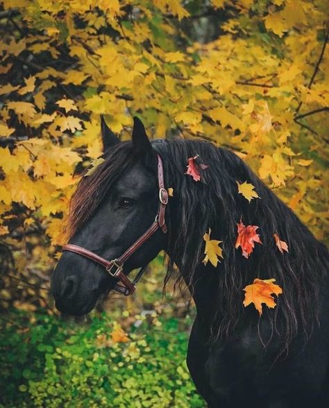 Friesian Horse Photography, Friesian Stallion, Autumn Animals, Cute Horse Pictures, Horse Wallpaper, Friesian Horse, Horse Drawings, Cute Horses, Horse Life