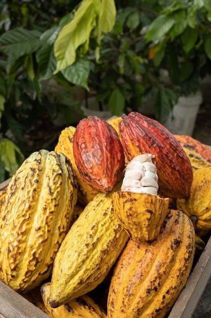 Magazine Examples, Cocoa Fruit, Cacao Fruit, Chocolate Pictures, Cocoa Beans, Chocolate Making, Amazon Prime Day Deals, Cacao Beans, Boot Camp