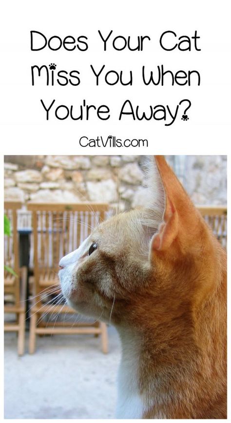 Do Cats Miss Their Owners When They Are Apart? - CatVills Beautiful Puppies, Older Cats, Kitty Stuff, Healthy Cat, Cat Training, Cat Behavior, Cat Facts, Cat Treats, Cat Diy