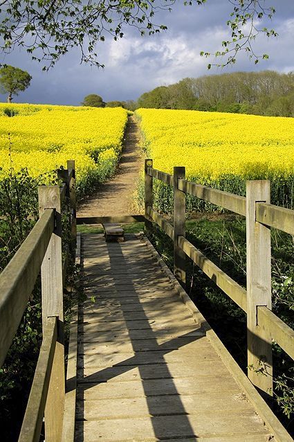 Country Fields, Sussex England, Wooden Bridge, Country Scenes, 수채화 그림, Green Gables, East Sussex, English Countryside, Country Life