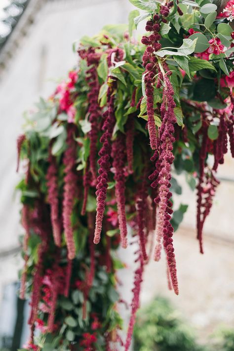 ceremonies with amaranthus - photo by Lisa Poggi https://ruffledblog.com/romantic-black-tie-wedding-in-tuscany Amaranth Wedding Decoration, Amaranthus Wedding Arch, Venue Entrance Decor Wedding, Amaranth Garland, Hanging Amaranthus Wedding, Pink Amaranthus, Amaranthus Arrangement, Moody Floral Arrangements, Amaranthus Wedding