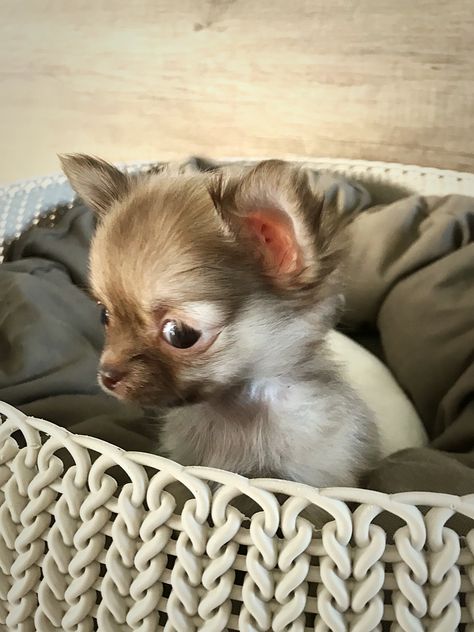 Baby Chichi Tea Cup Tea Cup Chihuahua, Pictures Of Chihuahuas, To My Future Husband, Puppy Wallpaper, Chihuahua Puppy, Dream Dog, Chihuahua Puppies, Cute Little Things, Pinterest Photos