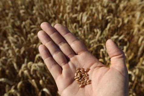 Beijing Cracks Down on Extreme-Eating Videos as Country Faces Food Shortage Food Shortage, Gmo Foods, Hormonal Acne, Fat Removal, Food Supply, Heirloom Seeds, Daily Bread, Reduce Weight, Orzo