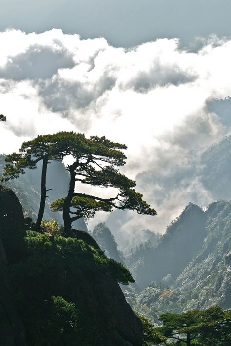 Environment Painting, Huangshan, Japanese Tree, Location Inspiration, Chinese Landscape, Rural Landscape, Tree Silhouette, Wild Nature, Landscape Pictures