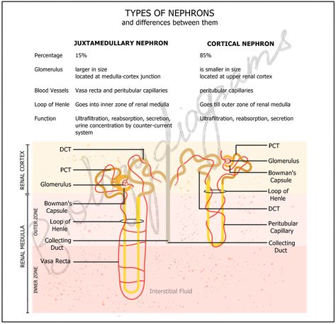 Cortical nephrons, located in the outer region of the kidney, have a shorter loop of Henle and their glomeruli are situated in the cortex. In contrast, juxtamedullary nephrons are closer to the medulla, have a longer loop of Henle, and their glomeruli are located at the cortex-medulla boundary. Juxtamedullary nephrons are particularly important in the production of concentrated urine due to their association with the vasa recta. Corticosteroids Nursing, Loop Of Henle, Renal Histology, Focal Segmental Glomerulosclerosis, Human Kidney, Internal Structure Of Kidney, Glomerular Filtration Rate, Excretory System, Label Image