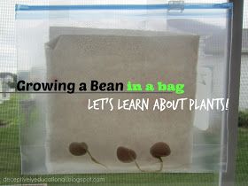 Lima Beans In A Bag Science Experiments, Lima Bean Experiment Kids, Growing A Bean In A Ziplock Bag, Lima Bean Planting For Kids, Gardening Preschool, Planting Activities, Green Bean Seeds, Growing Green Beans, Growing Beans