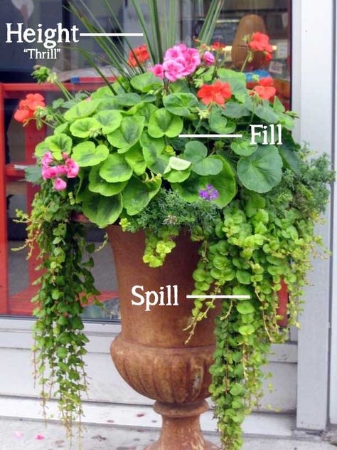 Height Spill Fill Container Gardening The Simple Formula for a Beautiful Container Garden Container Garden Design, Mixed Flowers, Container Gardening Flowers, Have Inspiration, Garden Containers, Annual Flowers, Container Garden, Container Flowers, Garden Cottage