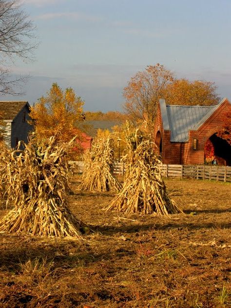 Corn shocks!  Love them.... but becoming a thing of the past....                                                                                                                                                                                 More Corn Stalks, Autumn Scenes, Down On The Farm, Autumn Scenery, Harvest Season, Autumn Beauty, Fall Pictures, Old Barn, Country Farm