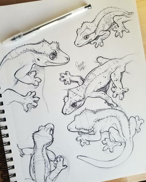 Crested gecko Animal Drawings Sketches, Crested Gecko, Animal Sketches, Arte Animal, Lizards, Art Drawings Sketches Simple, Cool Art Drawings, Sketchbook Art Inspiration, Art Inspiration Drawing