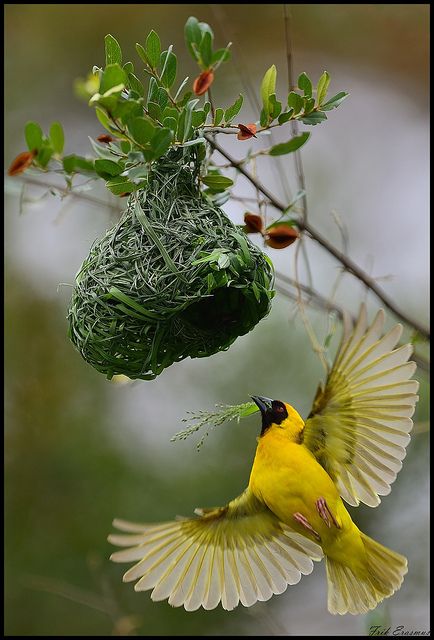 Southhern Masked-Weaver Yellow Birds, Bird Nests, Bird Eggs, Kinds Of Birds, Airbrush Art, Yellow Bird, All Birds, Exotic Birds, Pretty Birds